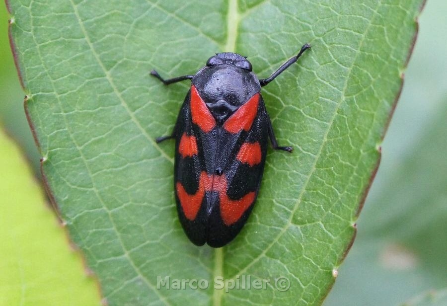 Cercopis vulnerata dal Veneto.